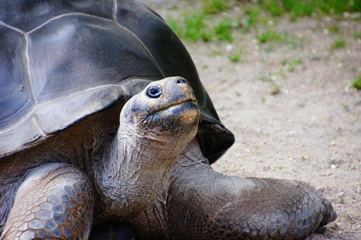 Reuzenschildpadden na 180 jaar terug op Galápagos