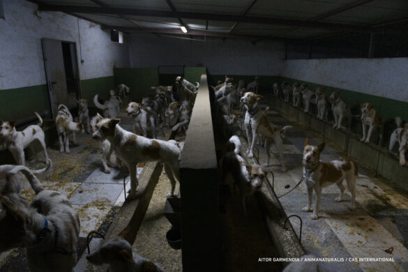 Kom in actie voor bescherming Spaanse jachthonden