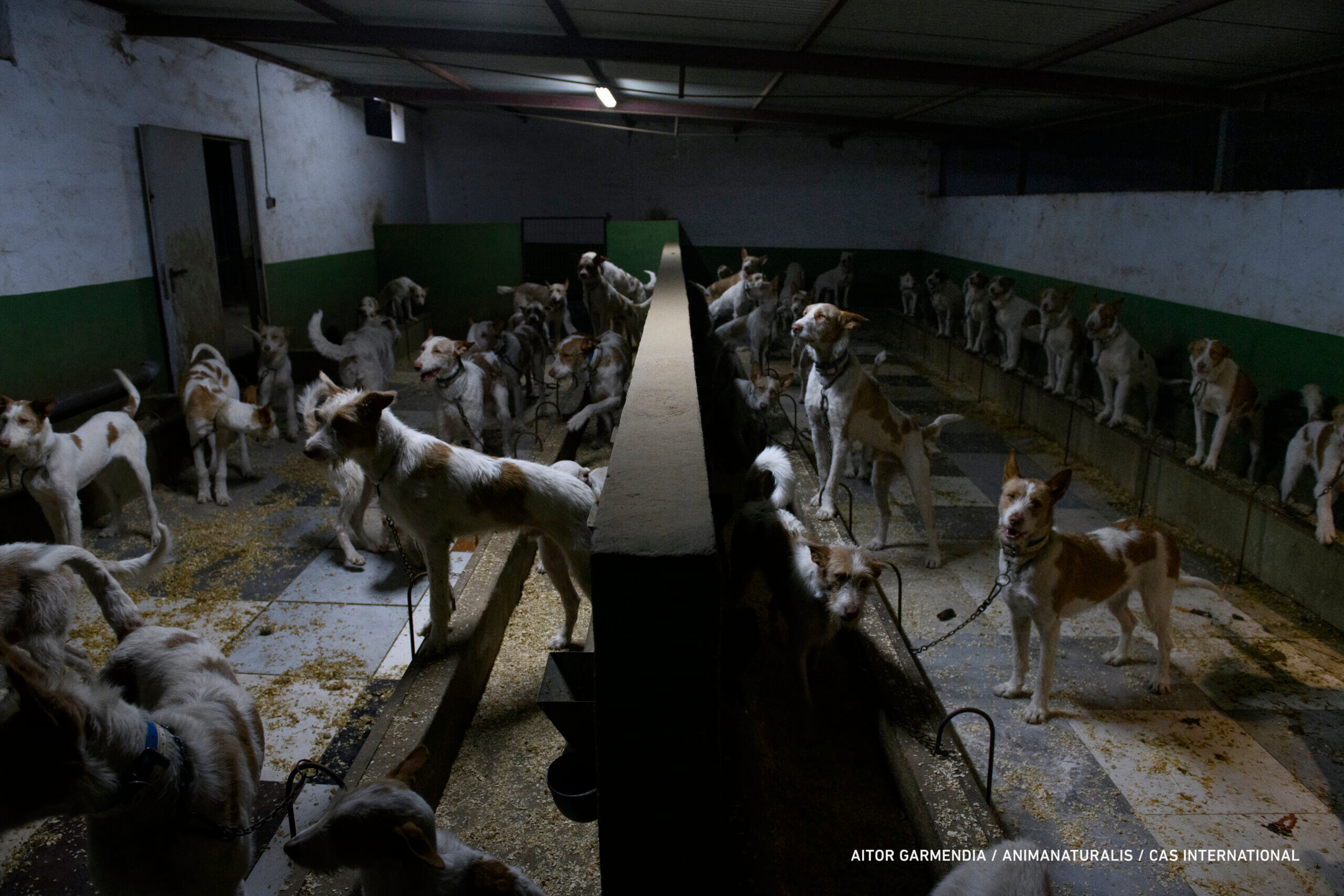 Kom in actie voor bescherming Spaanse jachthonden