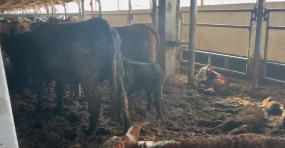 Opnieuw misstanden bij zeetransporten Spiridon II