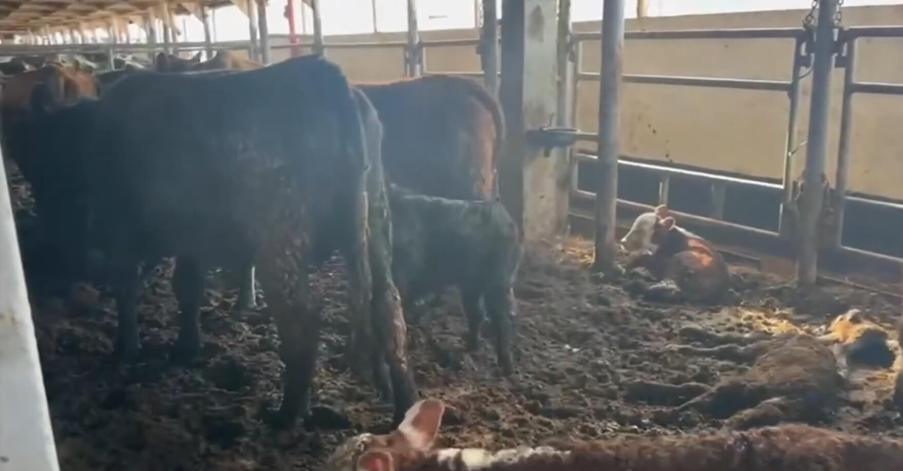 Opnieuw misstanden bij zeetransporten Spiridon II 