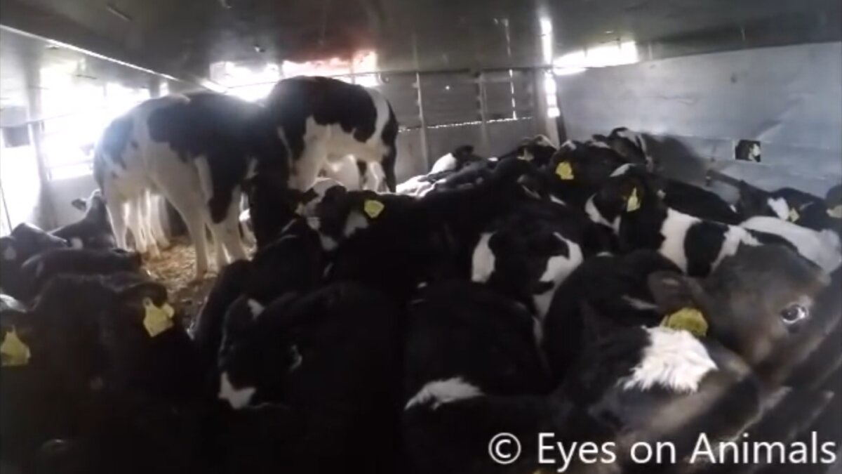 Kalverslachter VanDrie blijft piepjonge kalveren uit Ierland importeren