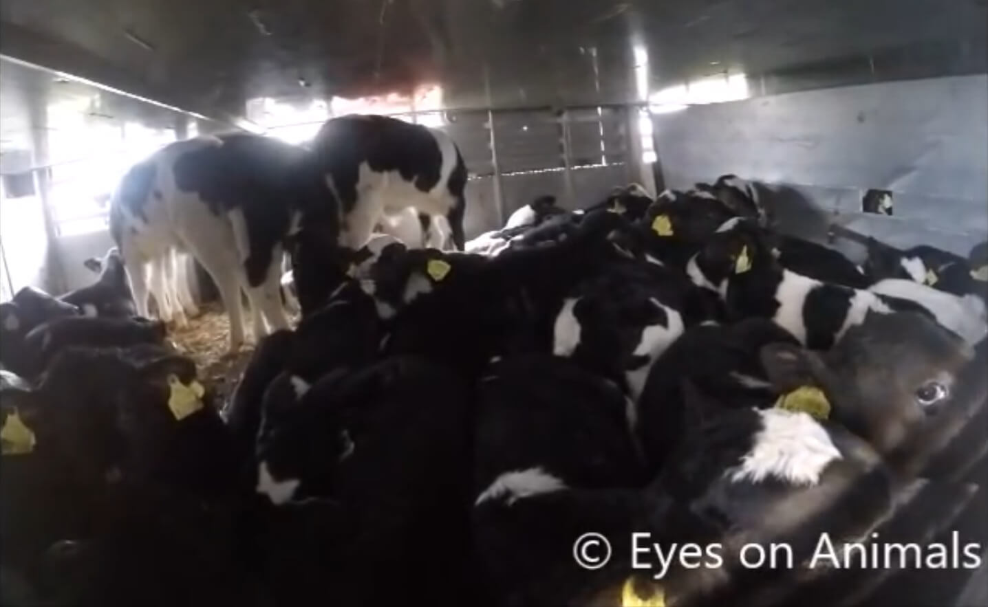 Kalverslachter VanDrie blijft piepjonge kalveren uit Ierland importeren