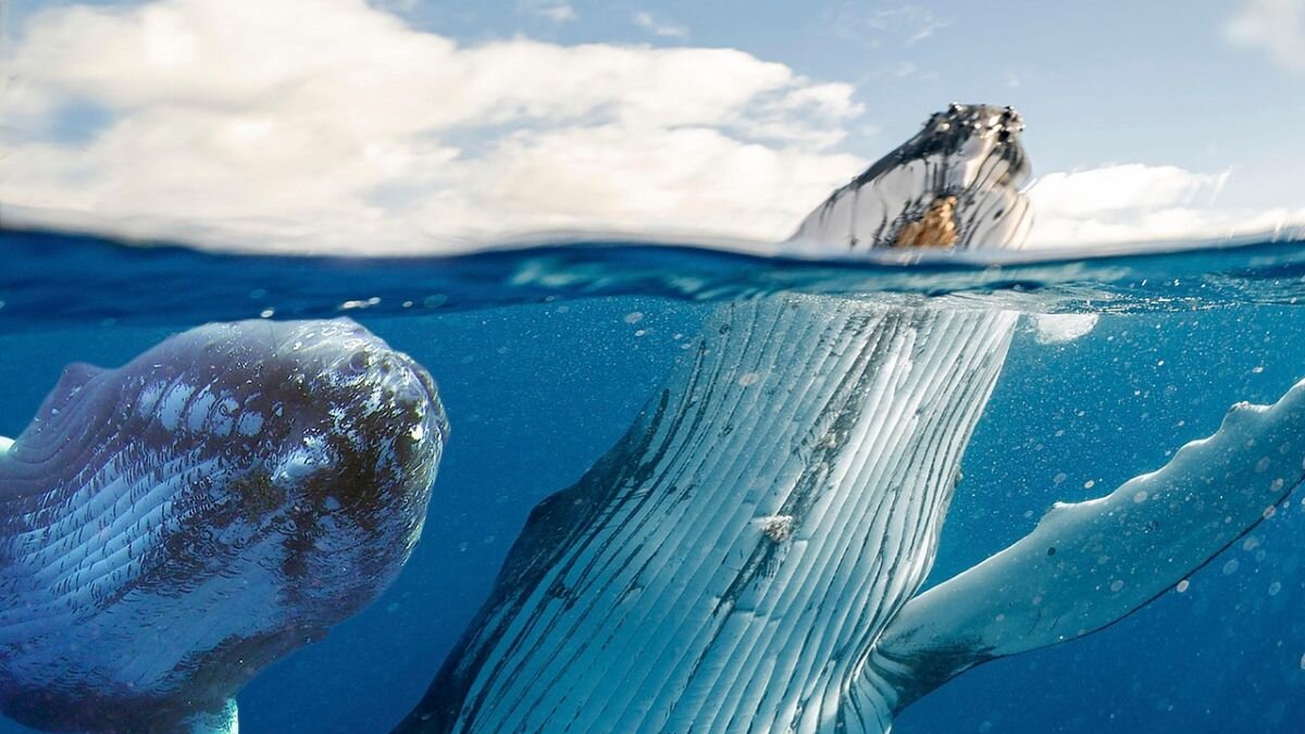 Na 40 jaar nog steeds commerciële walvisjacht in drie landen