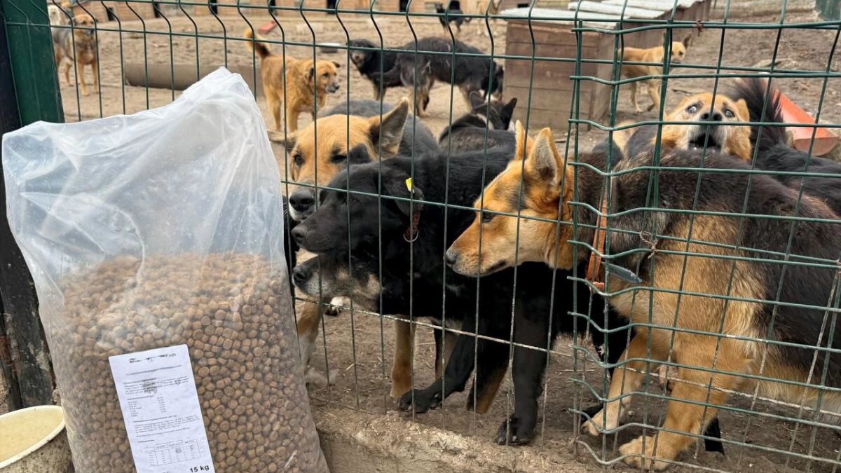 Drie vrachtwagens vol noodhulp bereiken dieren in Oekraïne