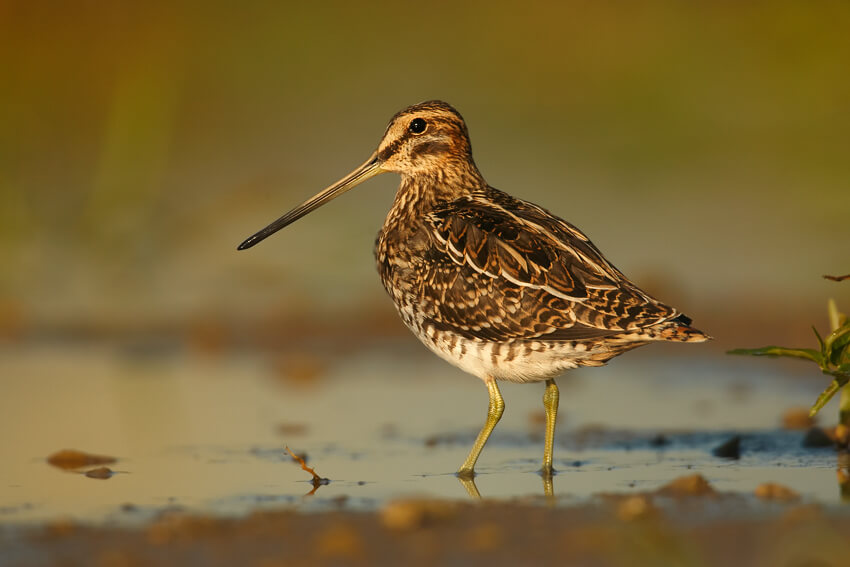 strikter jachtbeleid