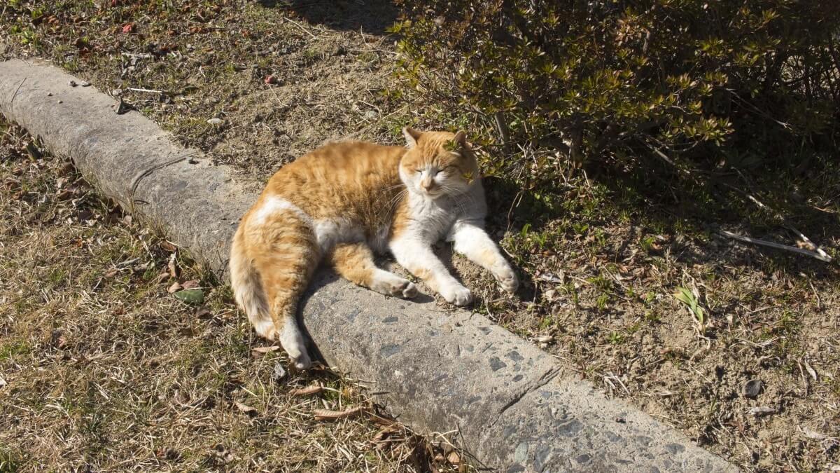 De voordelen van zonnebaden voor dieren