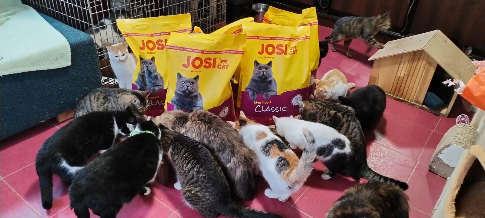 Voer voor de katten van Favorite Animals!