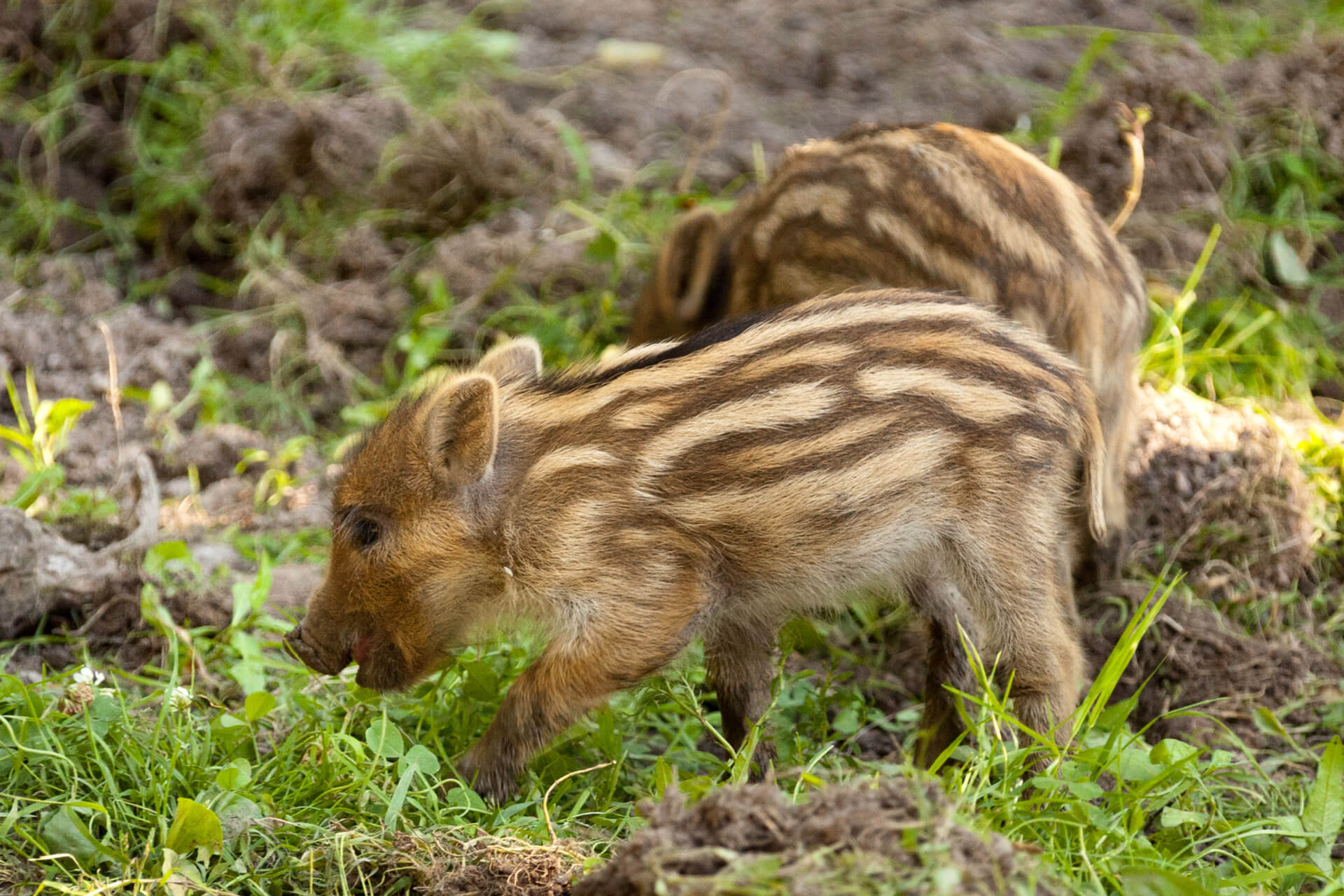 Wilde zwijnen in Utrecht vogelvrij verklaard