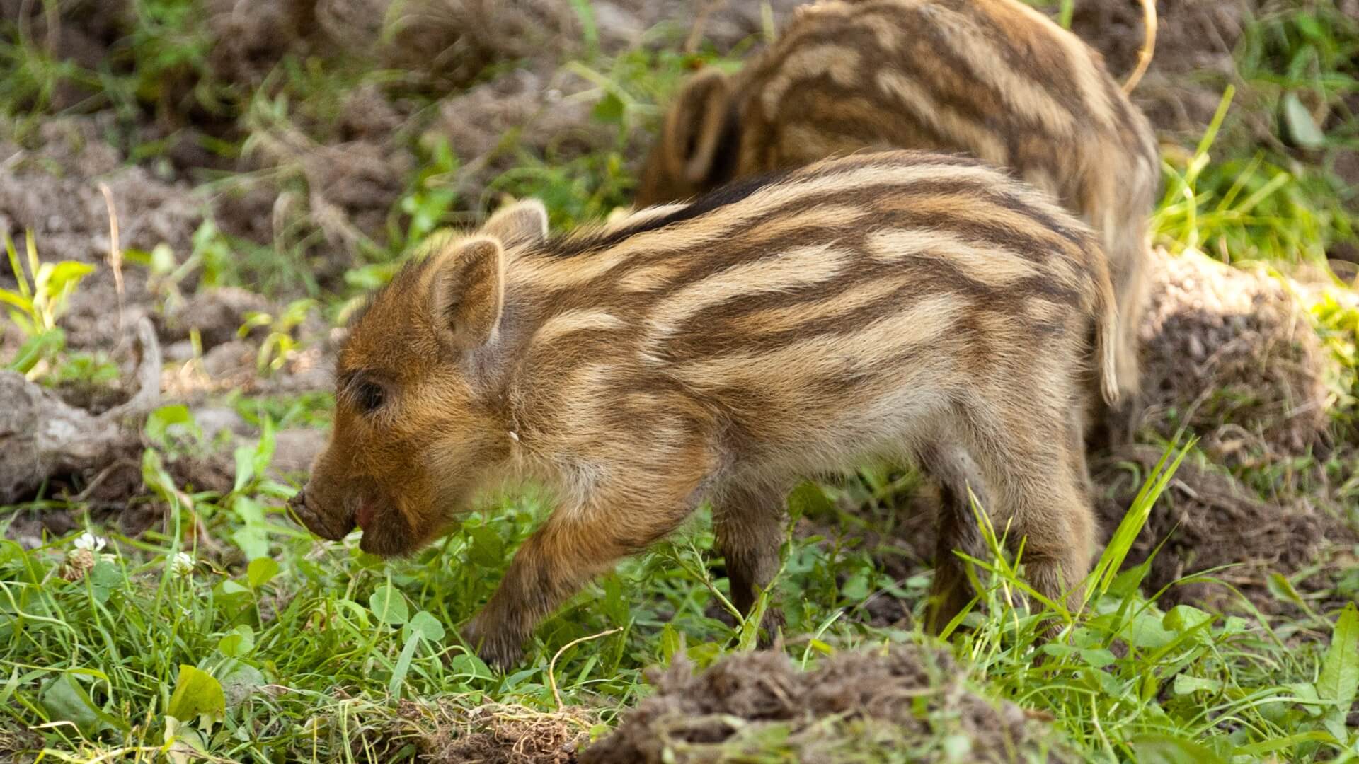 Wilde zwijnen in Utrecht vogelvrij verklaard