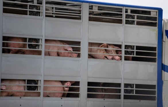 Kabinet: veetransporten niet meer boven 30 graden toegestaan