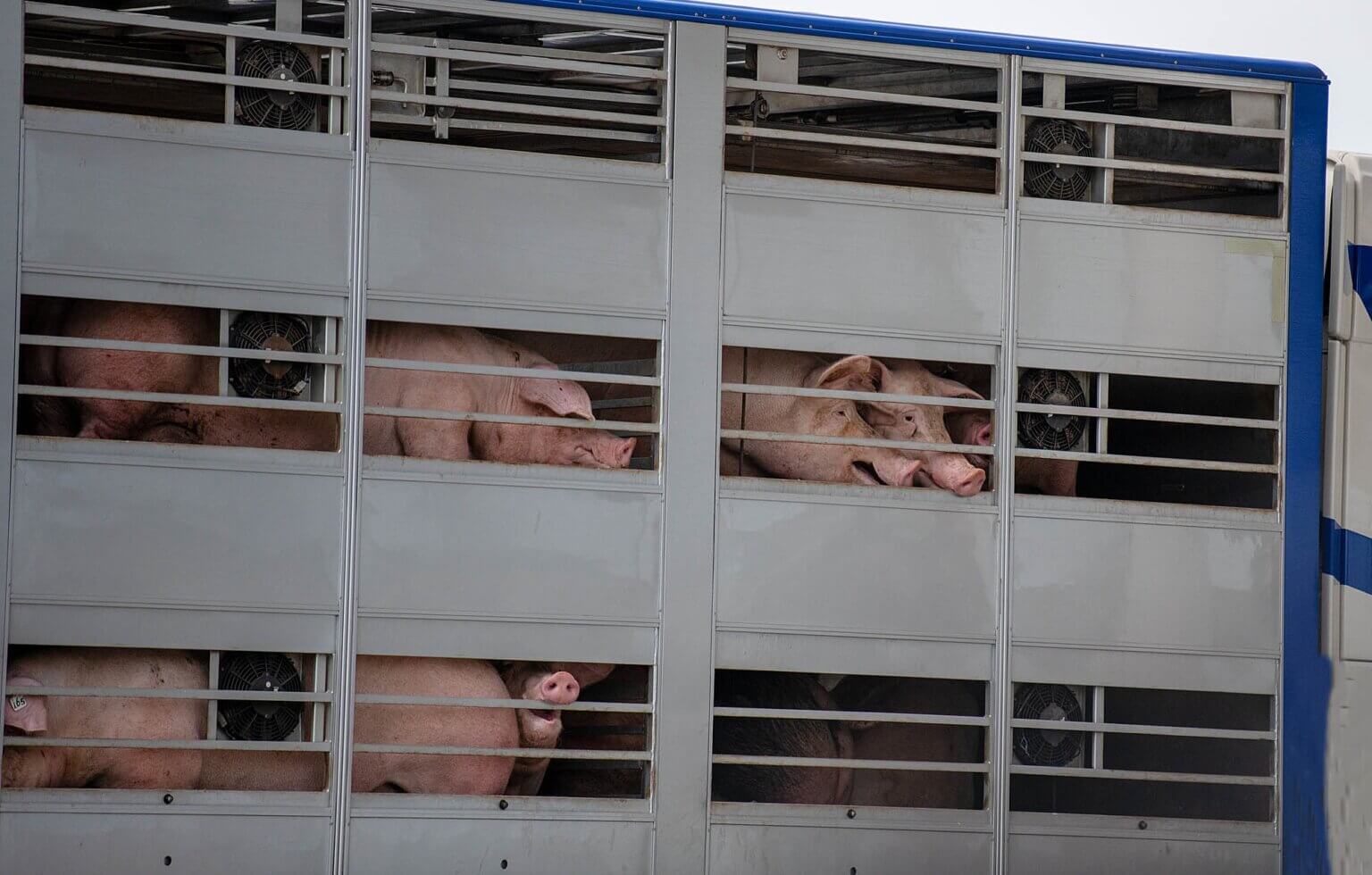 Kabinet: veetransporten niet meer boven 30 graden toegestaan