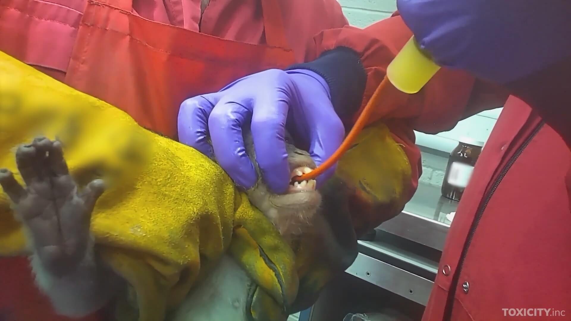 Nieuwe medicijnen VK getest op dieren