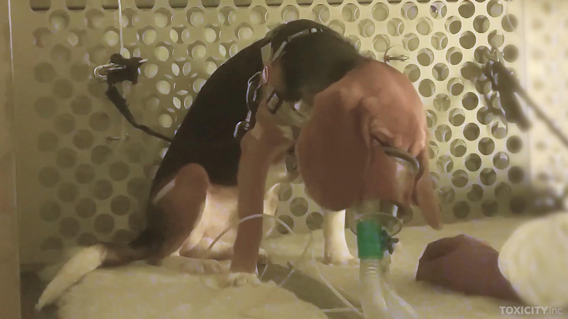 Nieuwe medicijnen VK getest op dieren