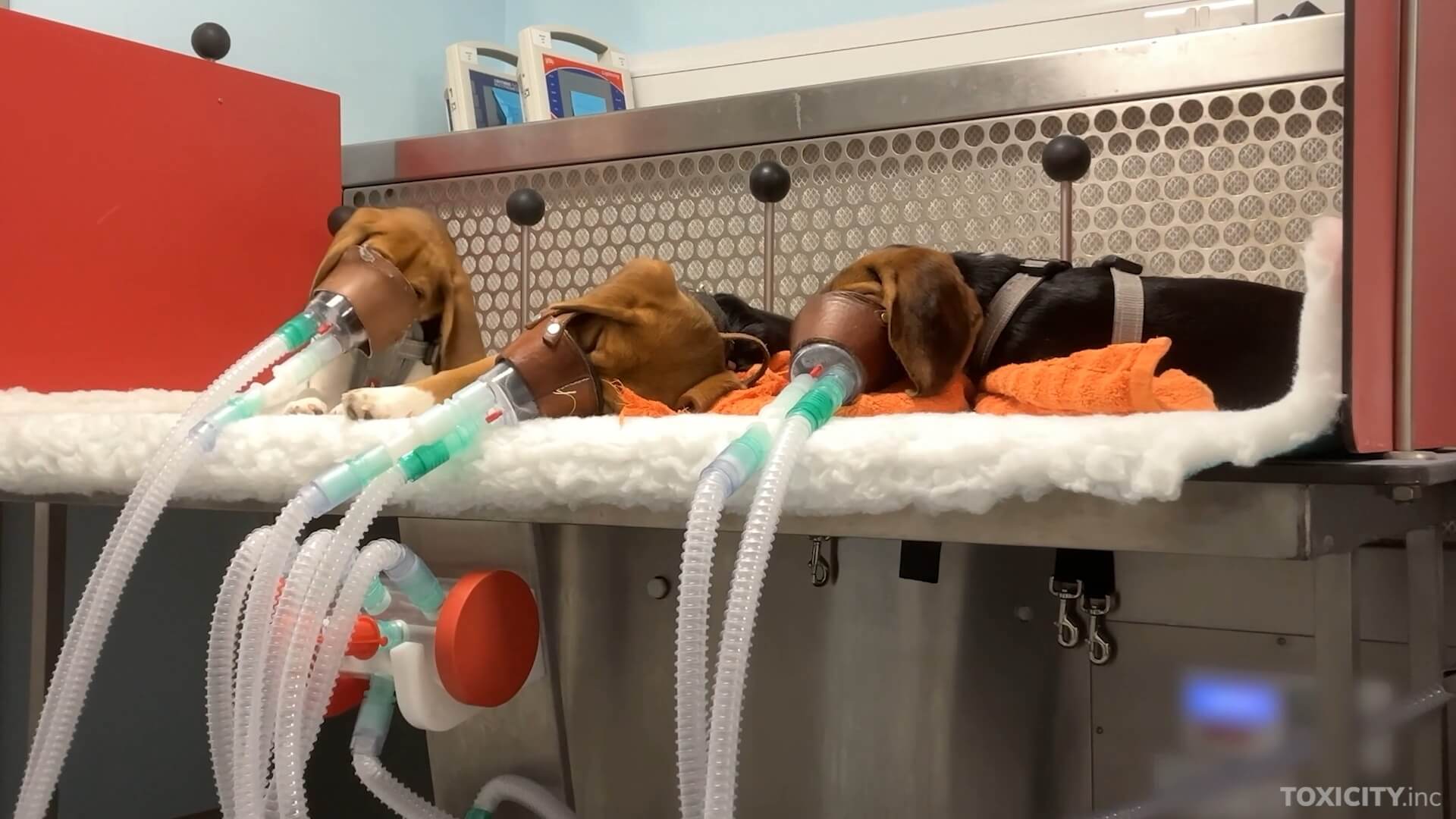 Nieuwe medicijnen VK getest op dieren