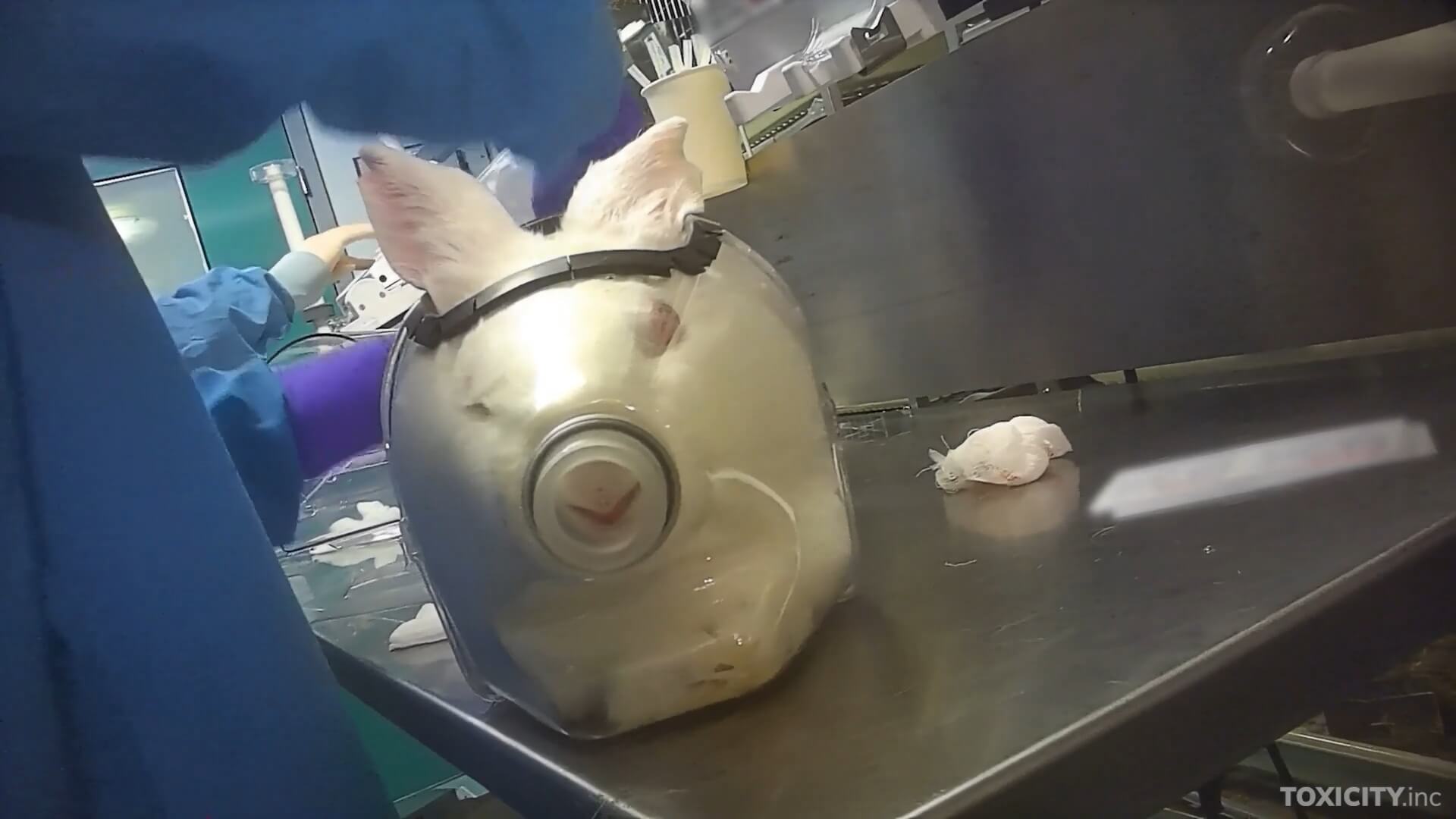 Konijn als proefdier in VK 