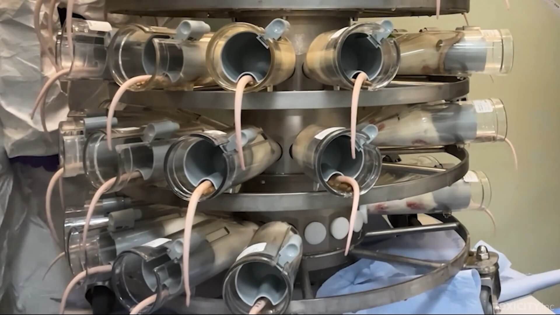 Tests met zwangere ratten