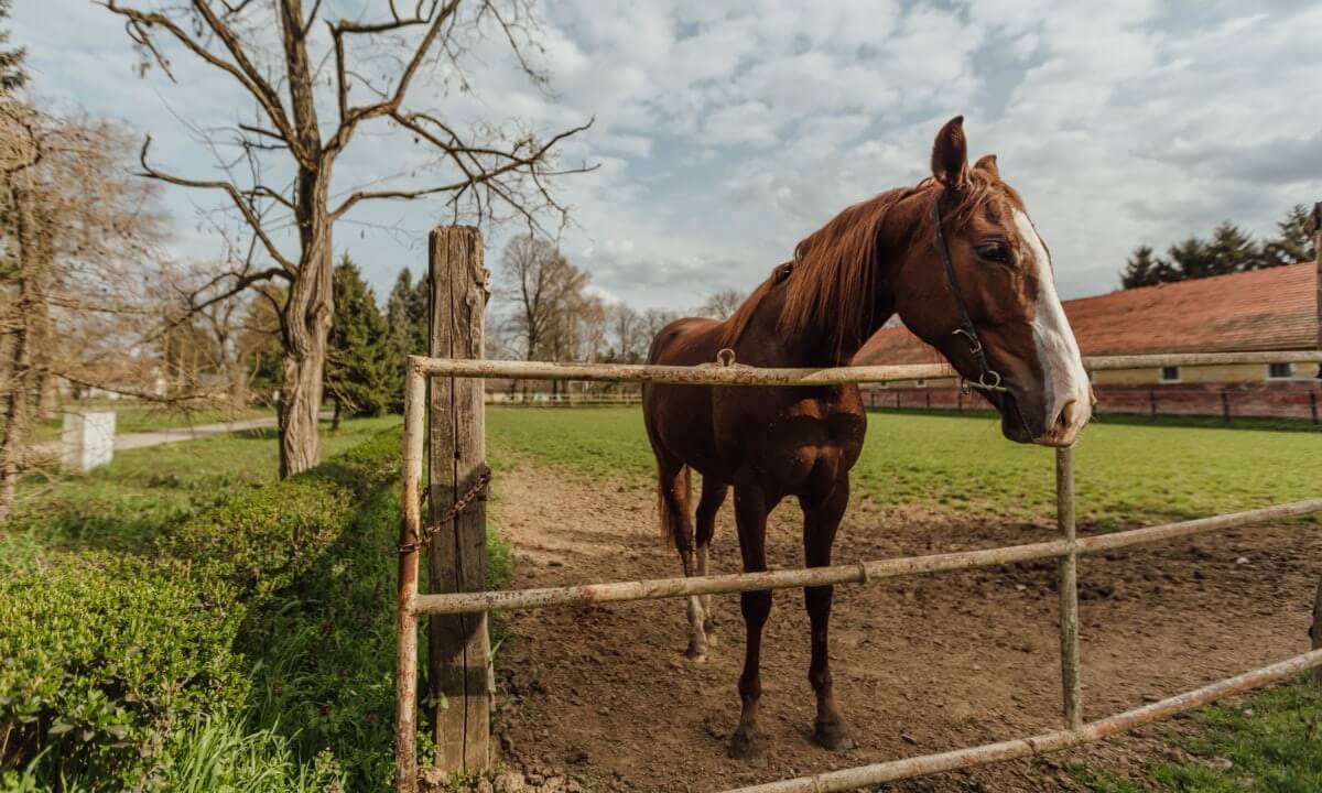 Moeilijke merries krijgen vaak niet de gewenste behandeling
