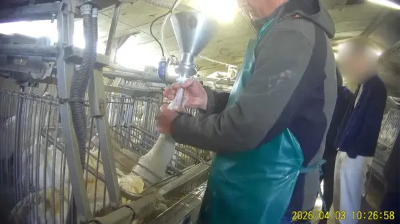 Schokkende beelden uit foie-gras industrie Wallonië