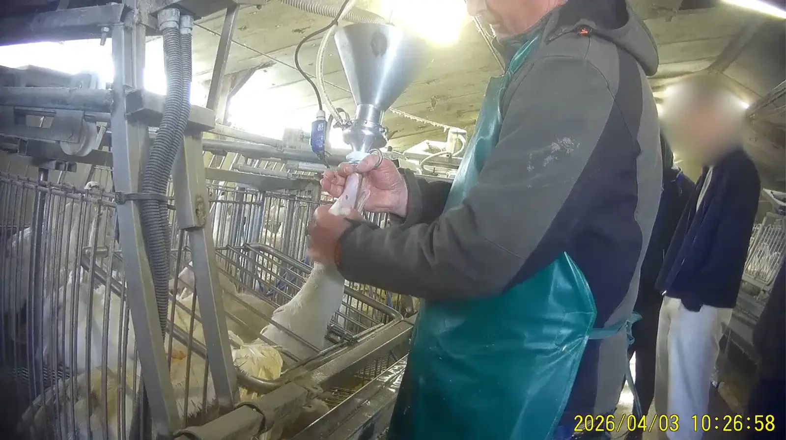 Schokkende beelden bij producent van foie gras in Wallonië