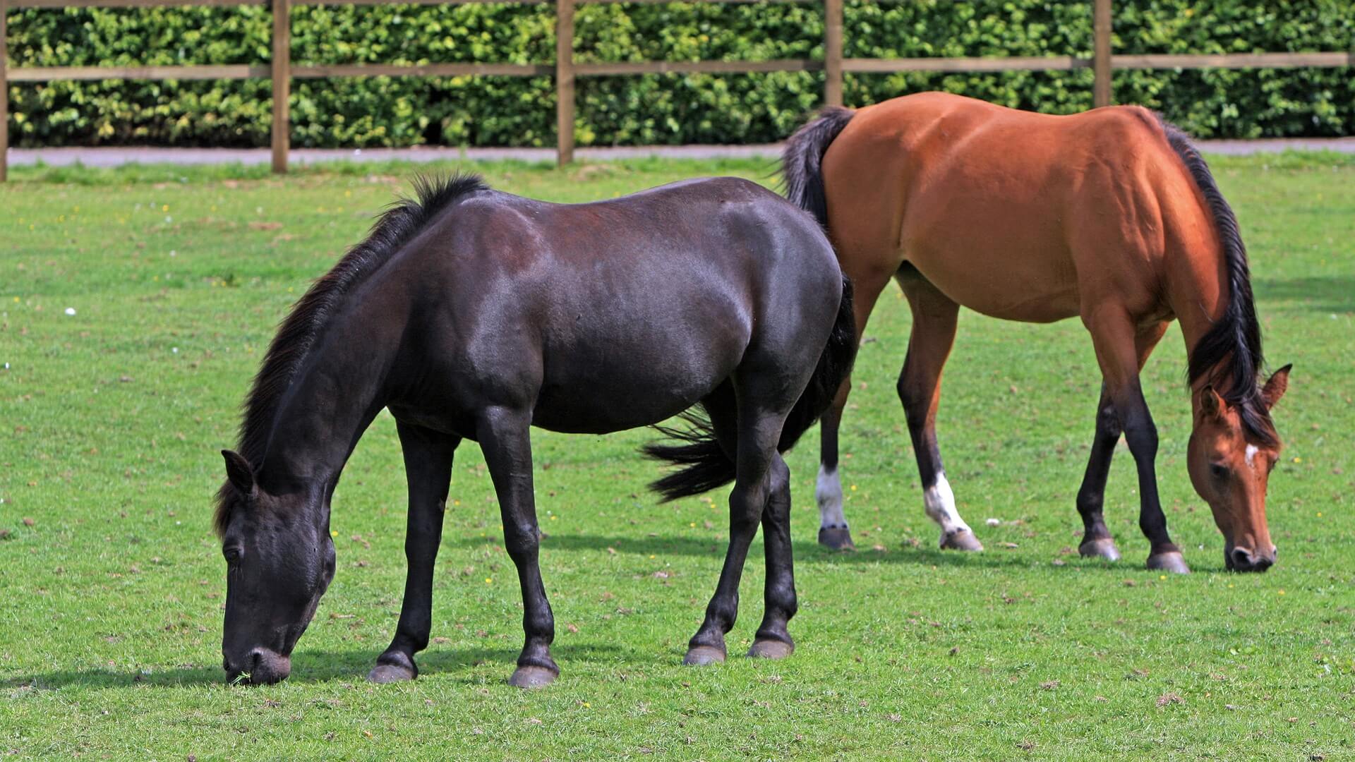 Twee grazende merries