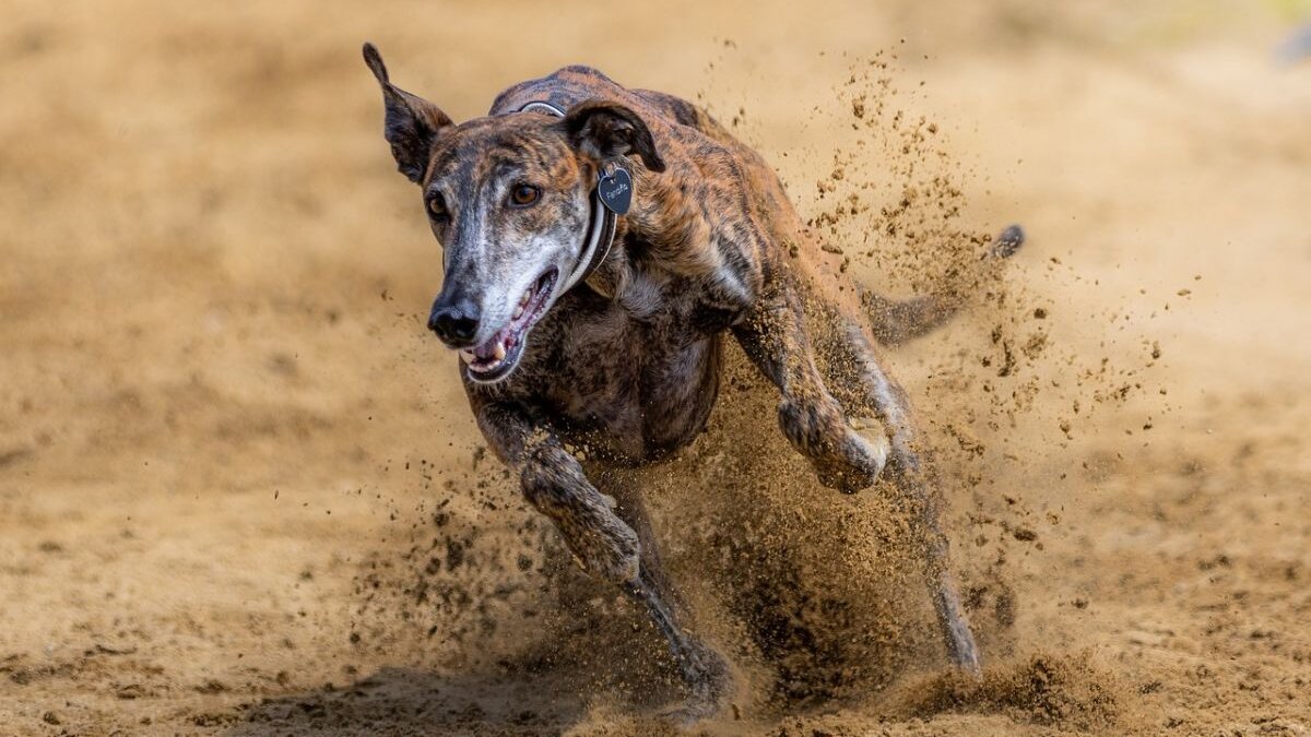 Windhondenraces Nieuw-Zeeland stoppen in augustus