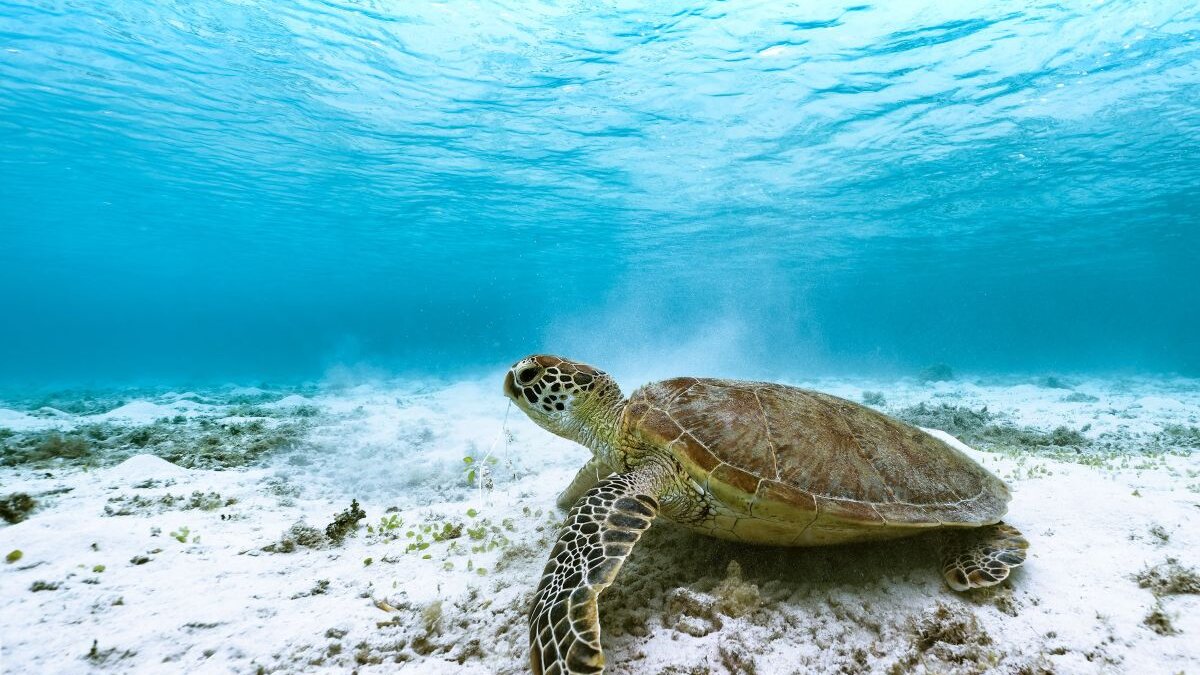 Olielek van oorlogsschip bedreigt schildpadden in Midden-Oosten
