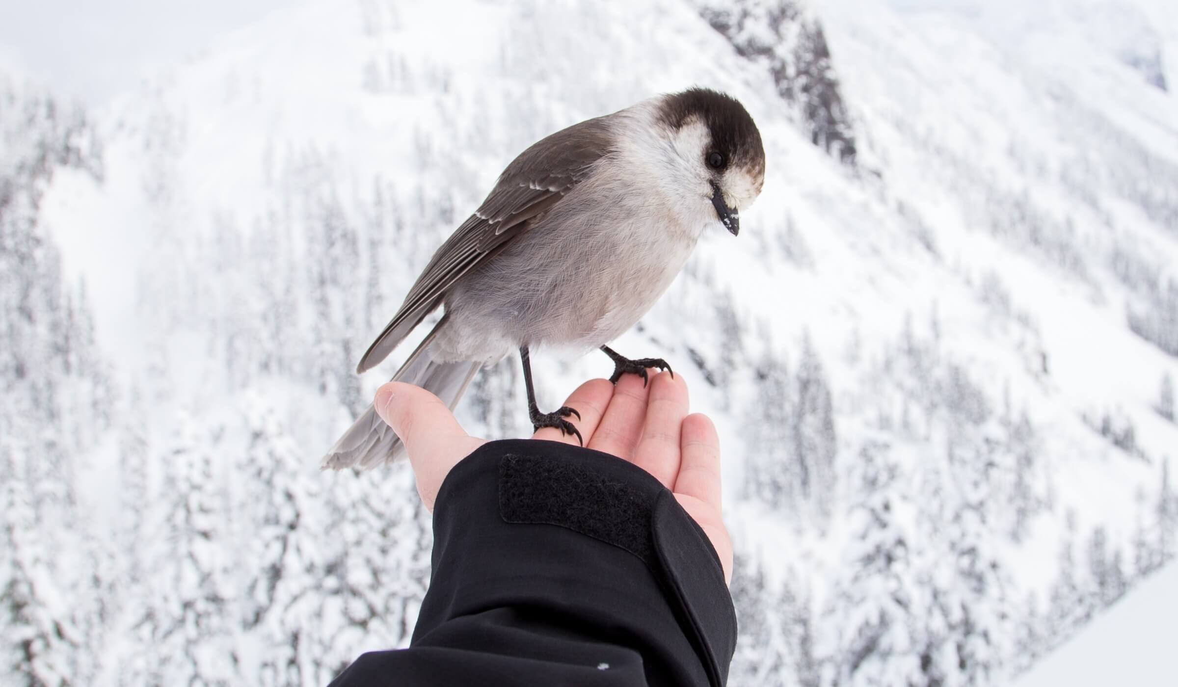Wij zoeken een Goed Nieuws van de Dag-collega!