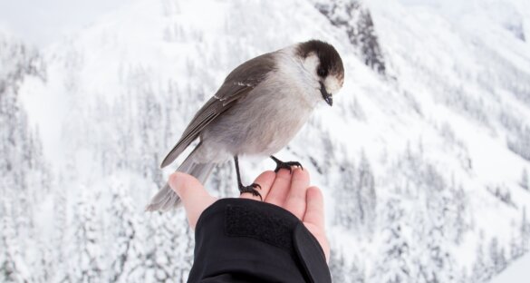 Wij zoeken een #GNvdD-collega