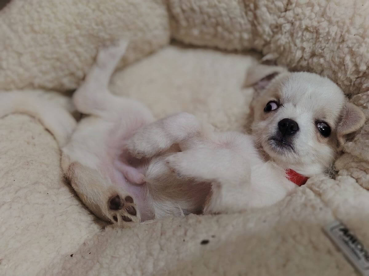 Hope is nu veilig in de opvang van Sonia Costas