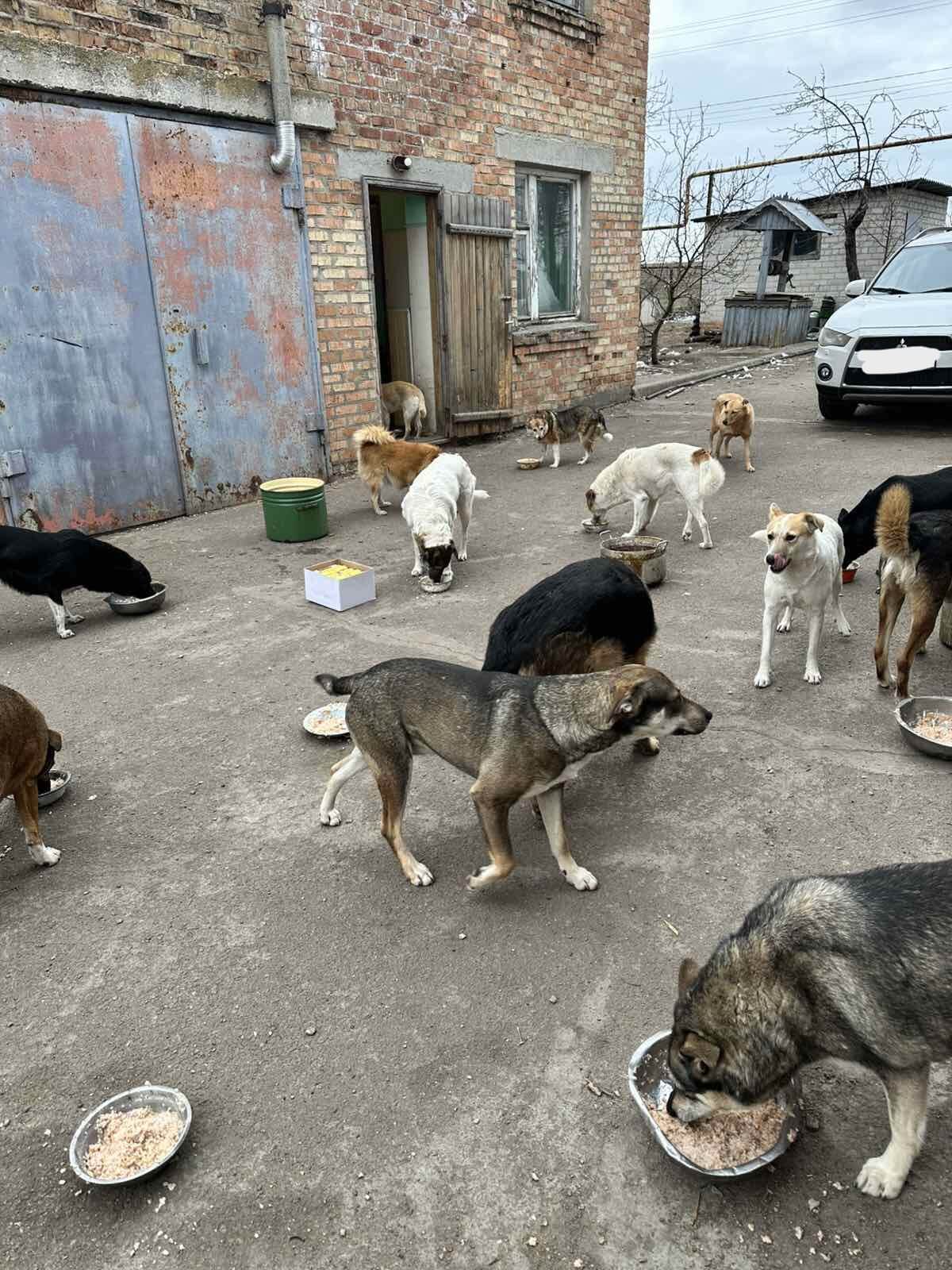 Honden eten hun buikjes vol