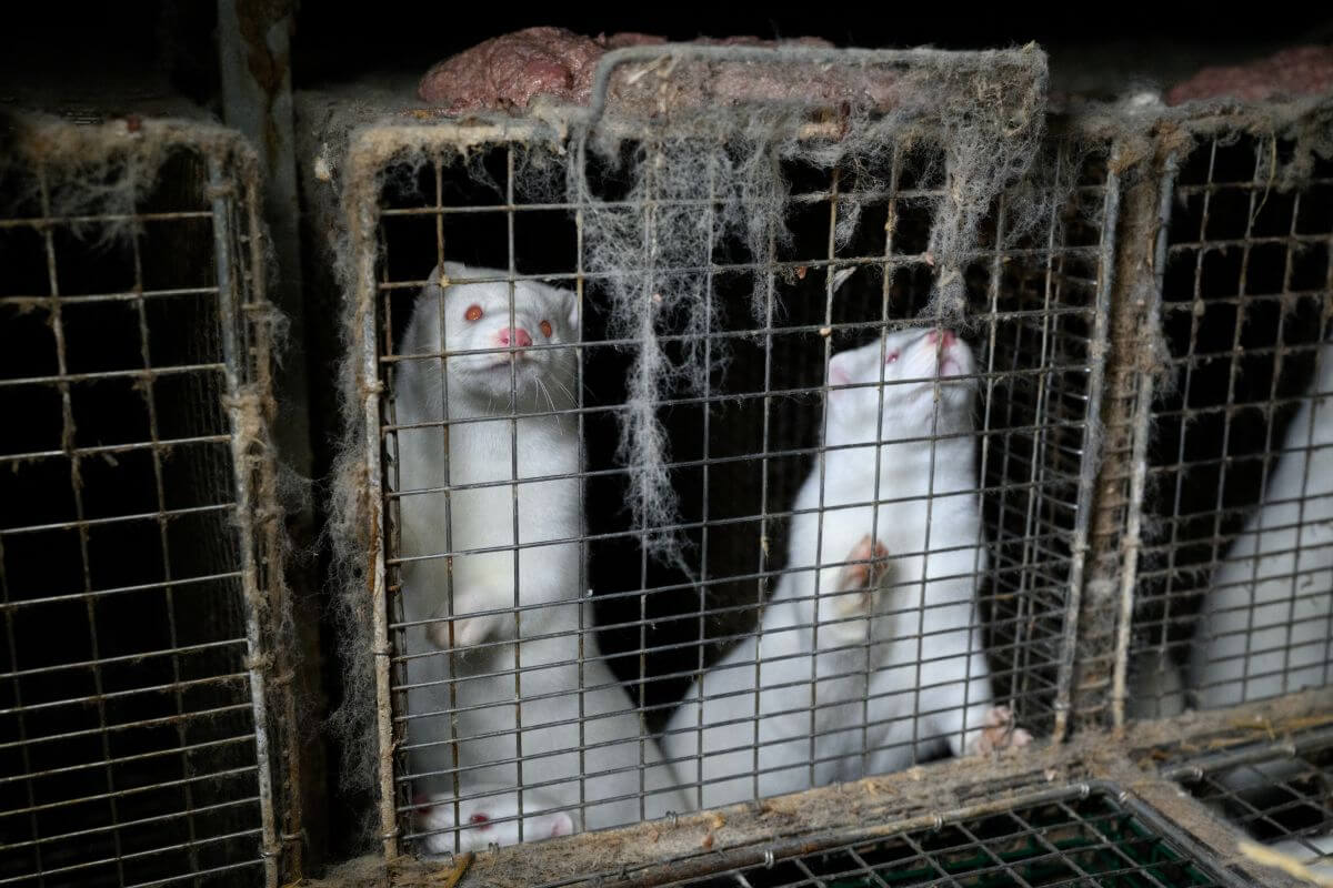 Nieuwe beelden nertsenleed: IJslands bontverbod ugent 