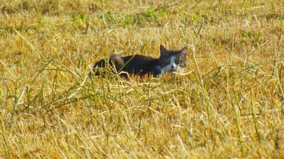 Friesland enige provincie die nog katten laat afschieten