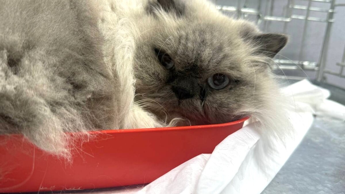 50 katten gered van eiland des doods in Oekraïne
