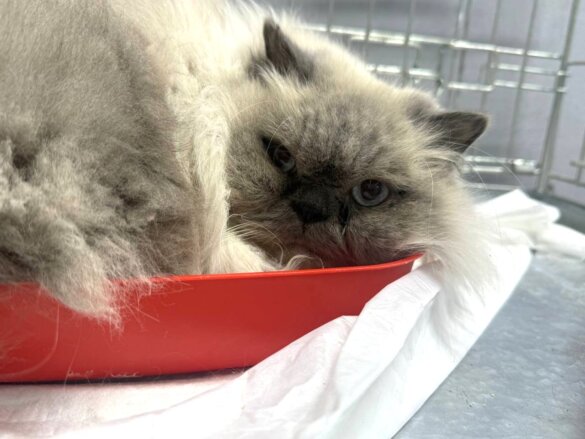 50 katten gered van eiland des doods in Oekraïne