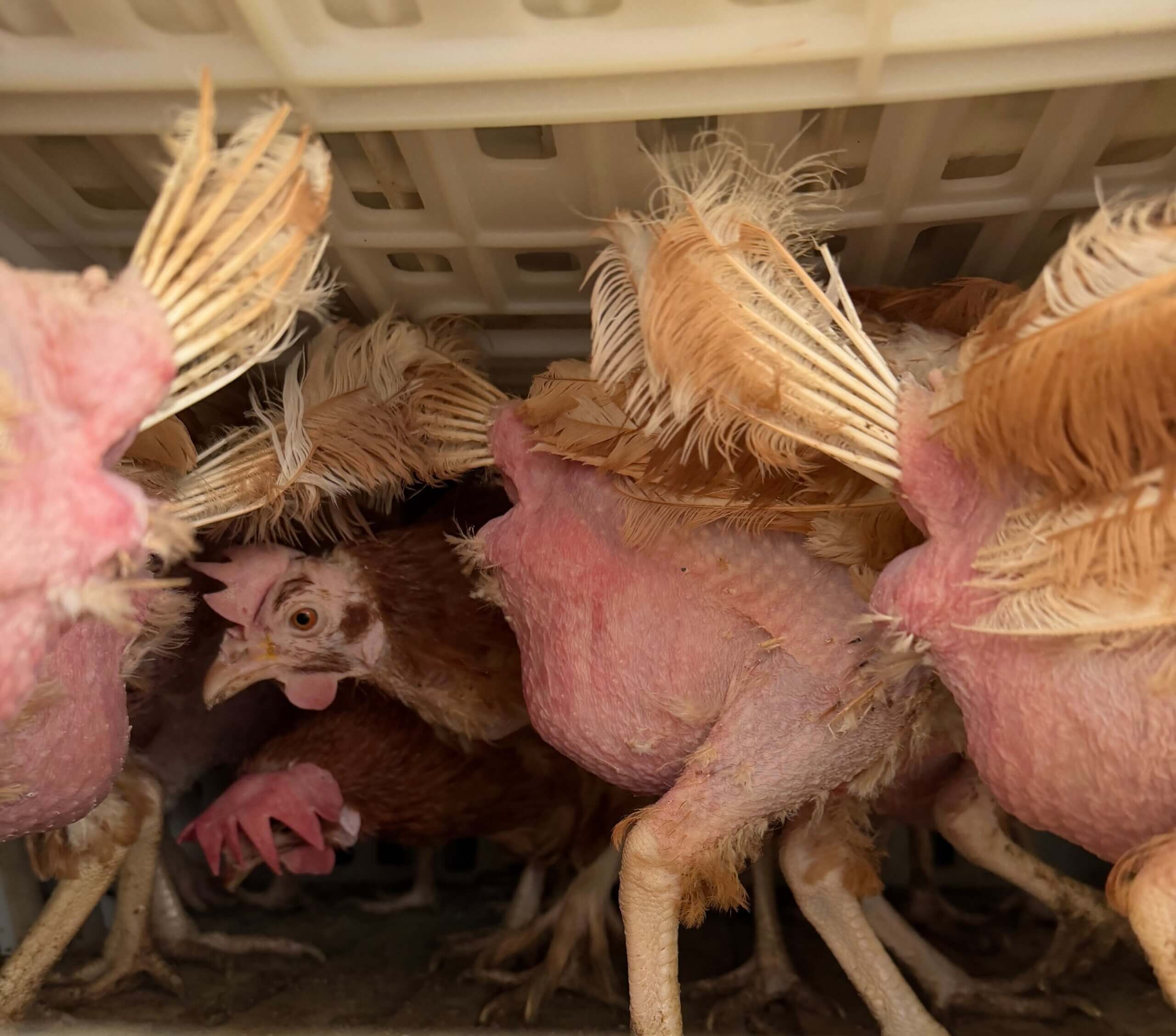 Spookkippenhouders in Polen buiten beeld en dus buiten toezicht