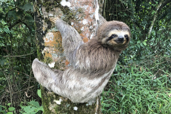 Sloth World