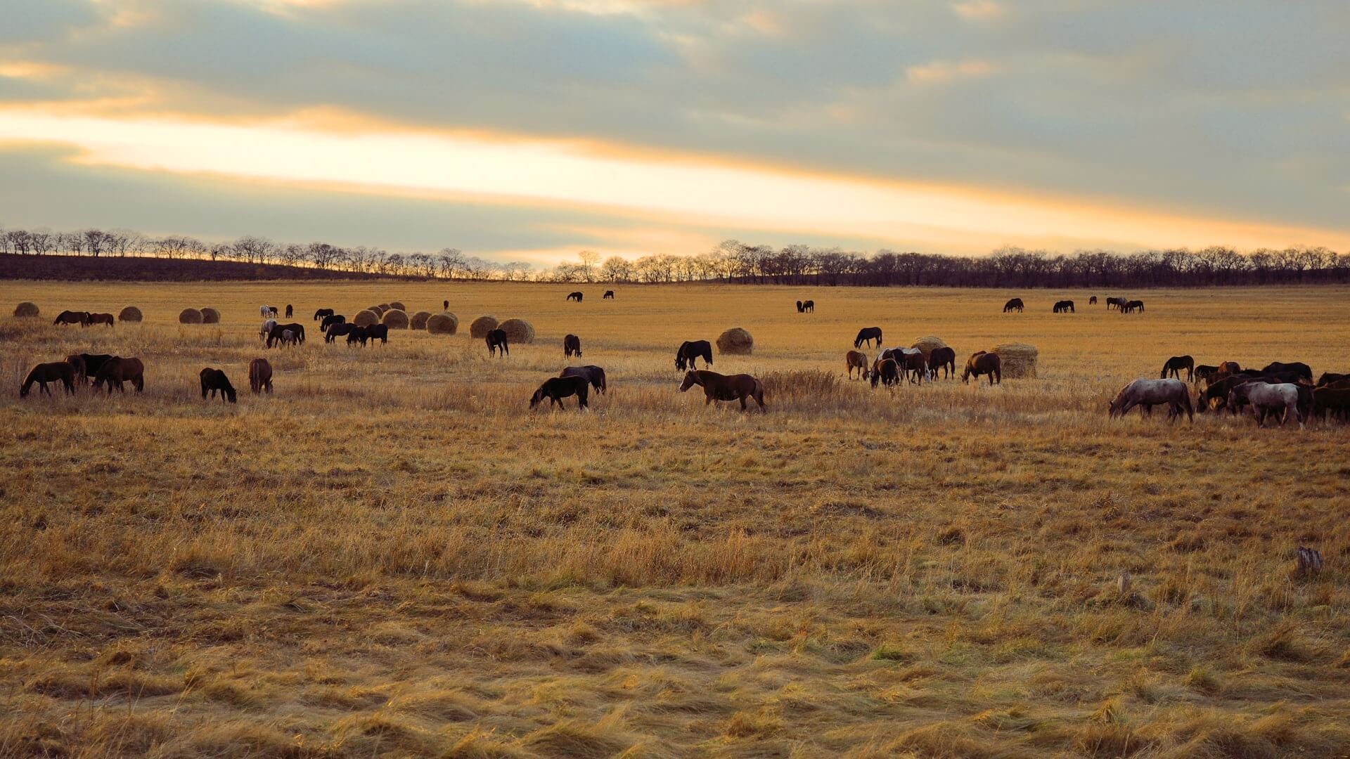 Gedomesticeerde kudde paarden