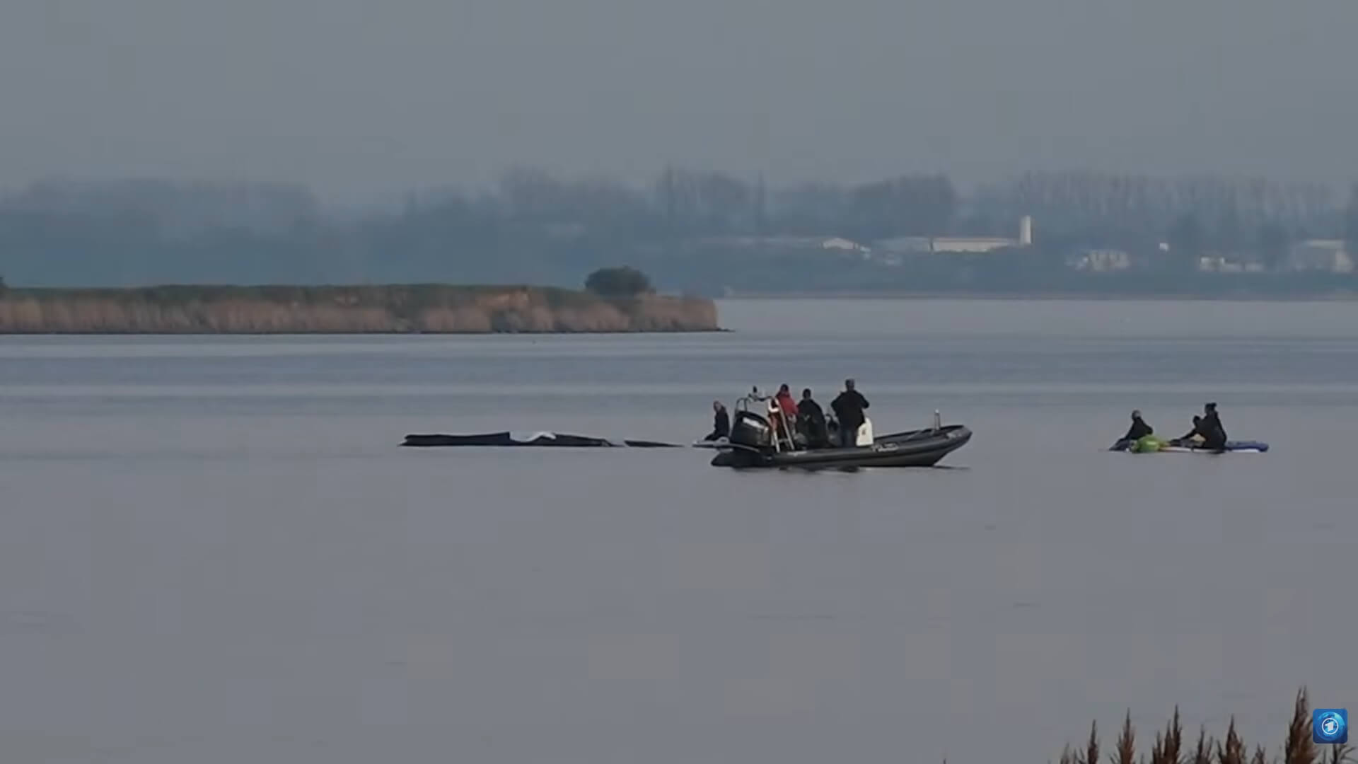 Laatste poging om bultrug Timmy te redden 