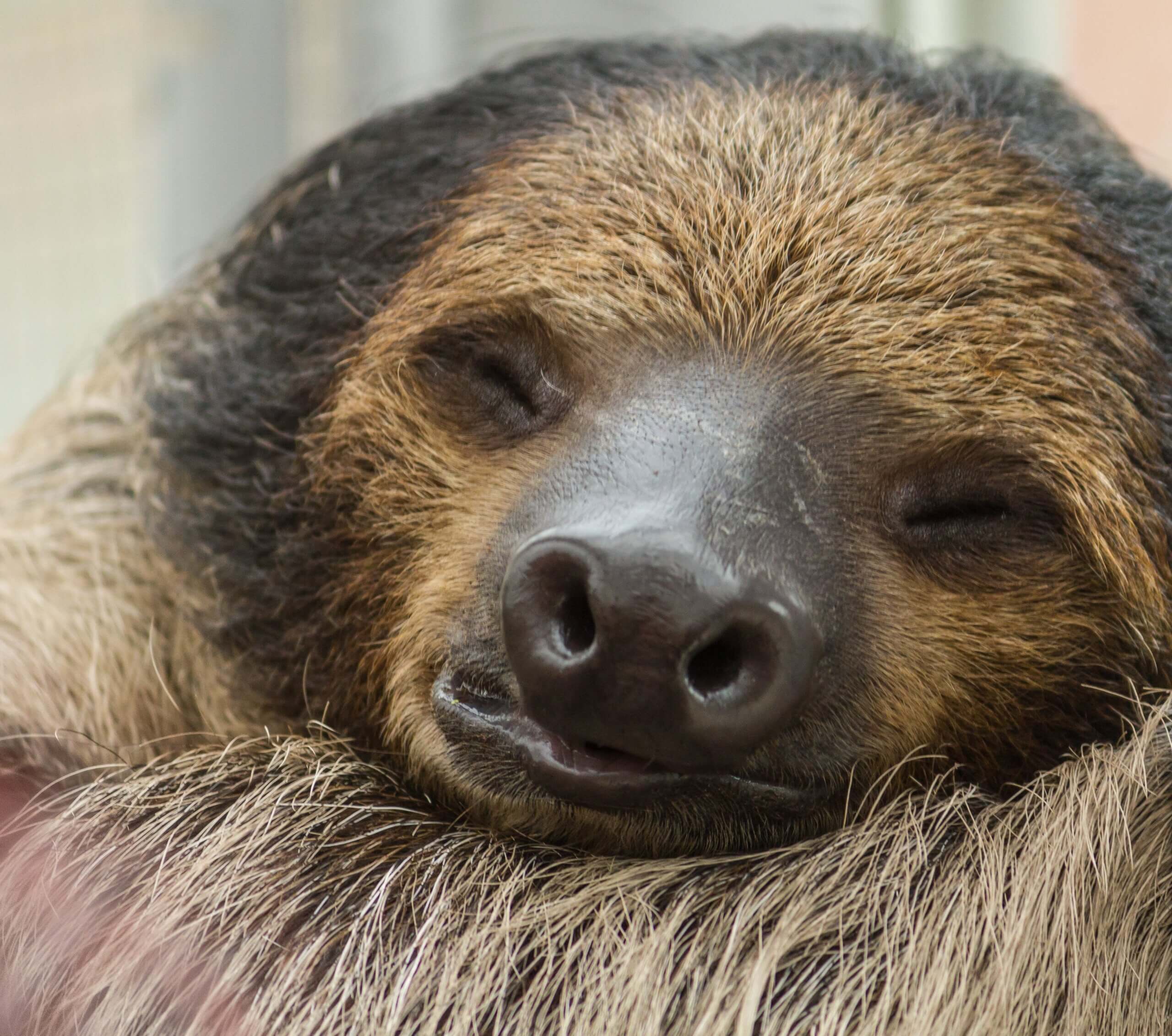 Sloth World