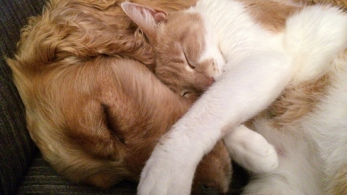 Strengere EU-regels voor fokken en houden van honden en katten