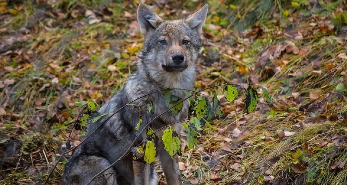 18 mogelijk vergiftigde dode wolven gevonden in Italië