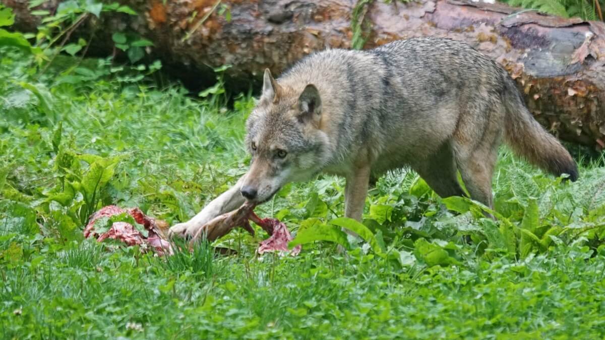 Diederik van Liere: De wolf is gelijk een exoot voor natuurbeheer