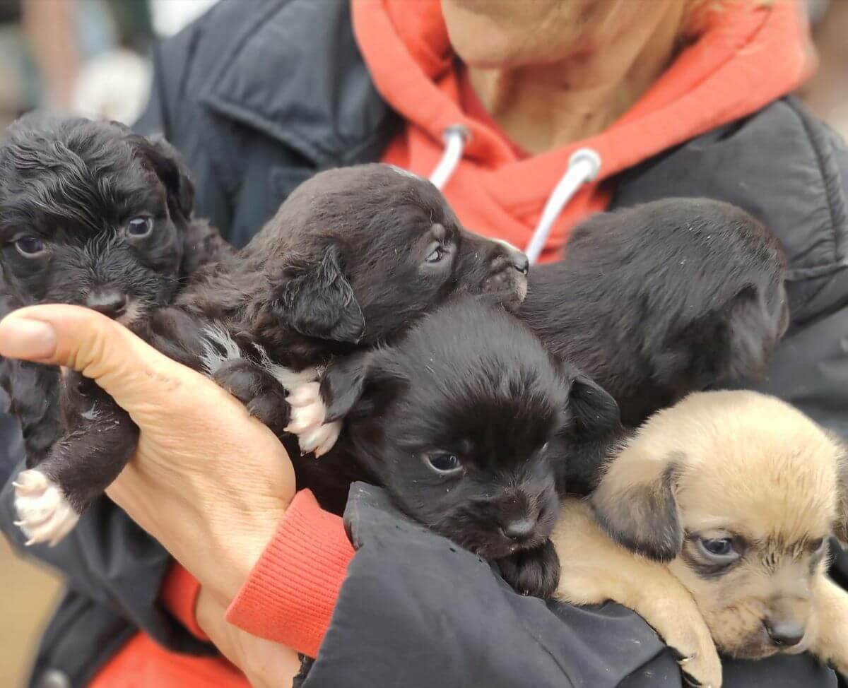 Zwerfdieren redden in Roemenië tegen broodfok en euthanasie