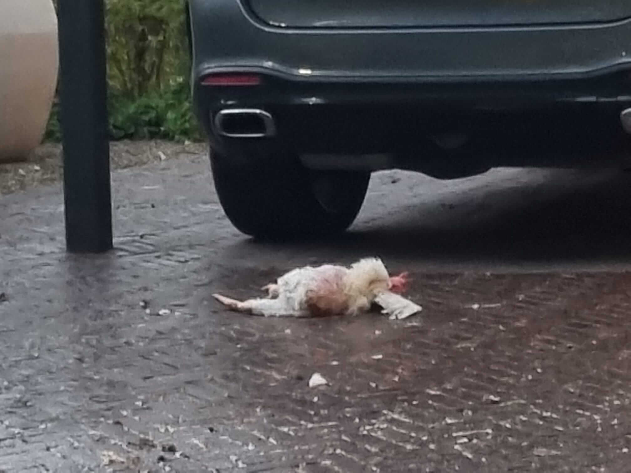 Dumpen 59 kippen als geintje beloond met aangifte