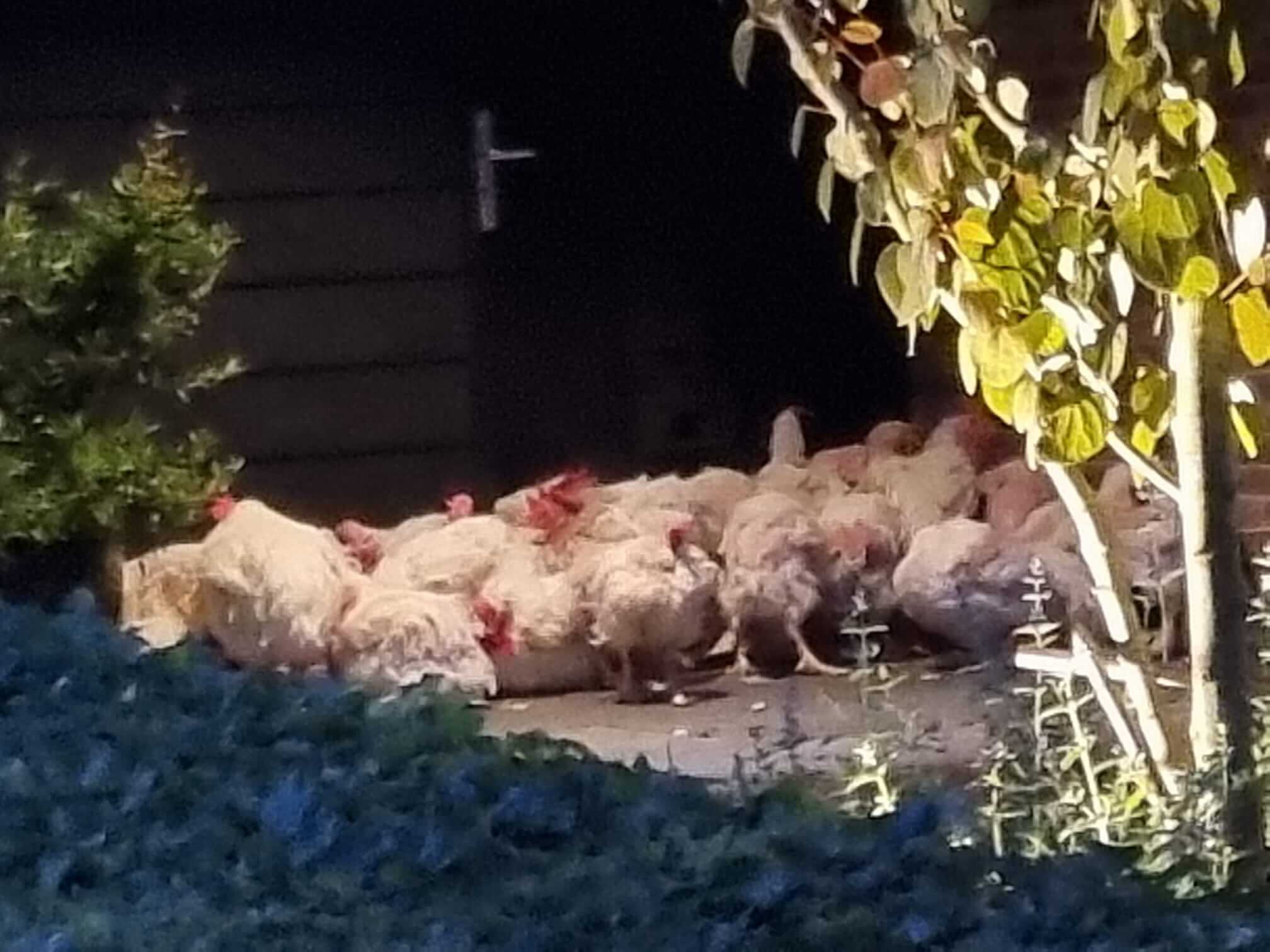 Dumpen 59 kippen als geintje beloond met aangifte