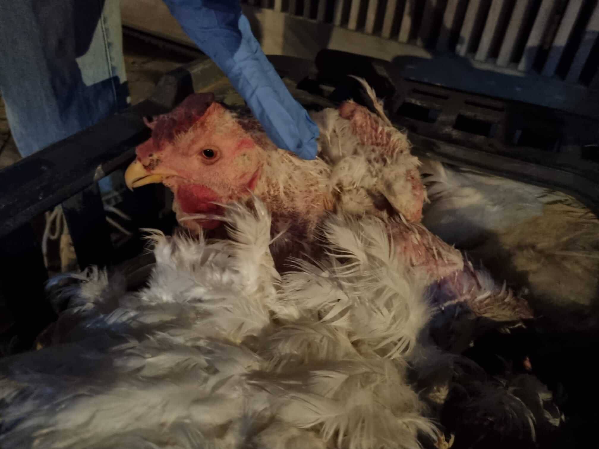 Dumpen 59 kippen als geintje beloond met aangifte