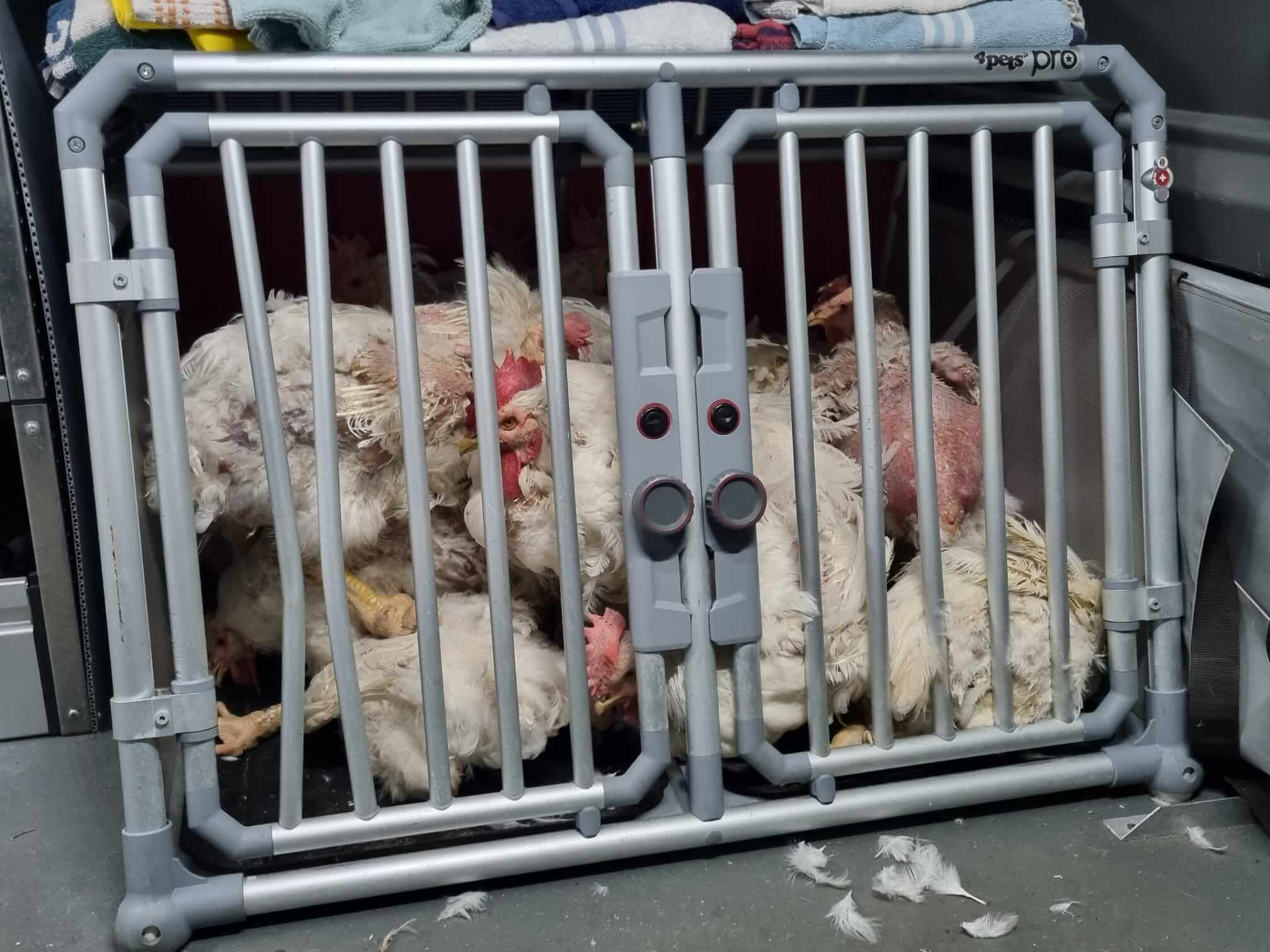 Opgehaald door de dierenambulance