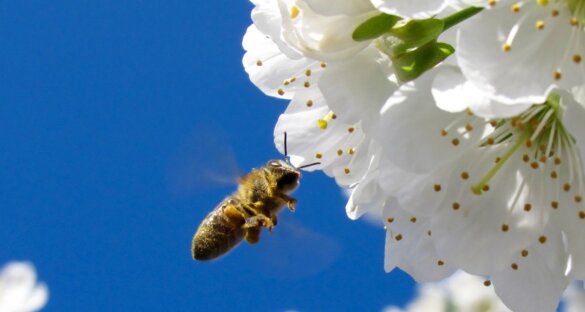 International Bee Day geen reden tot feest