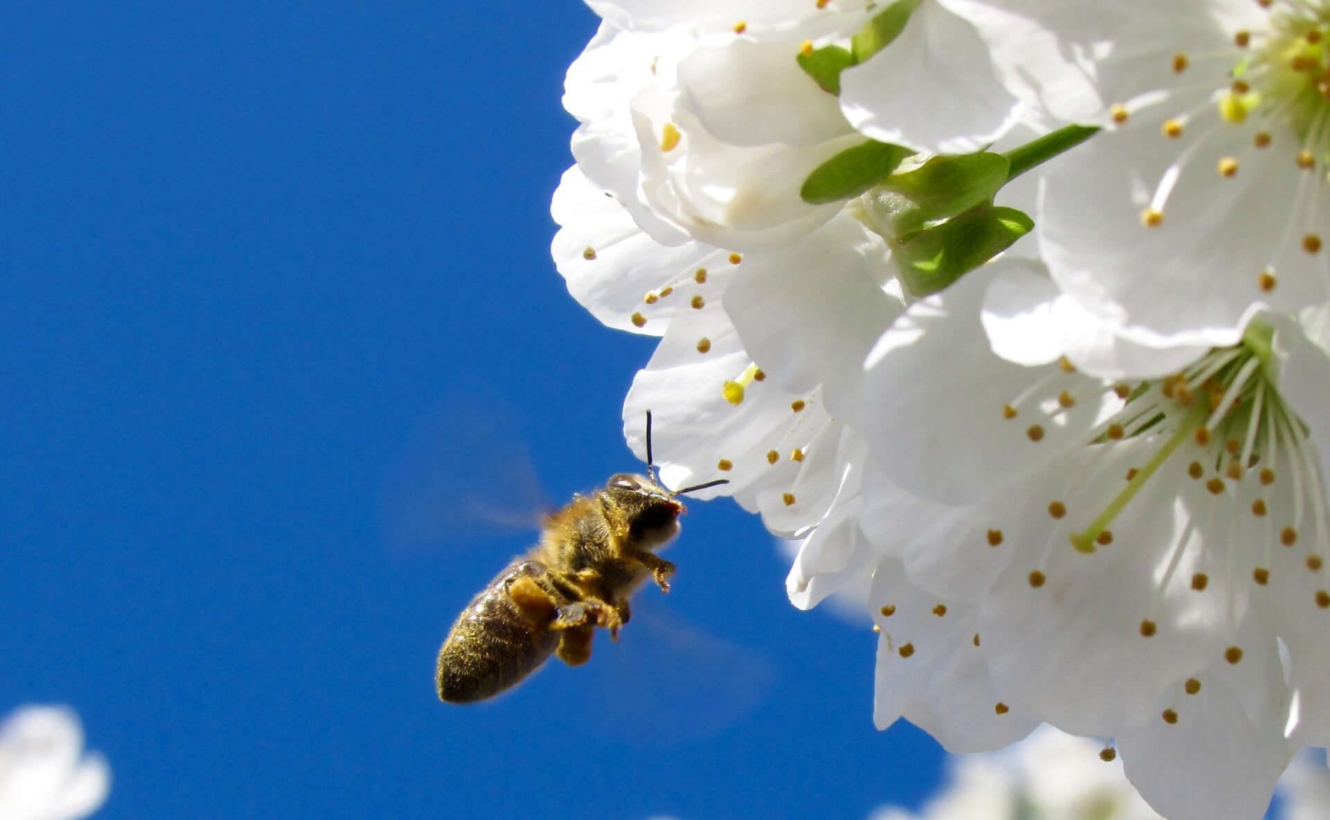 International Bee Day geen reden tot feest